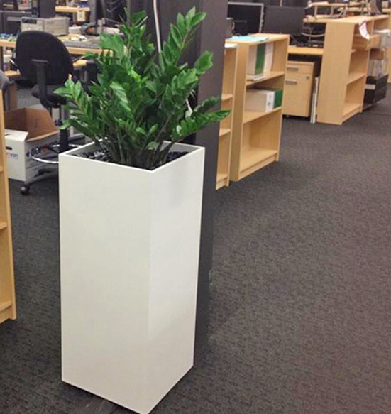 ZZ Plant with Black River Rock Custom Column Planter Display.