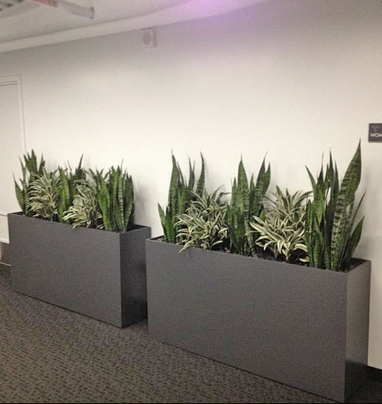 MotherIn Law and Dracaena Warneckii Custom Planer Display