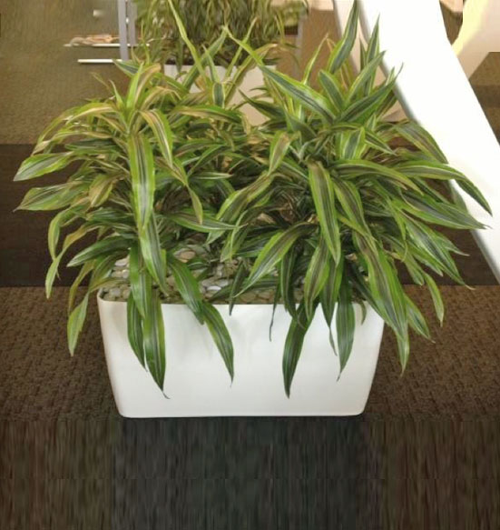 A Lemon Lime Optimum Custom Planter with White Pebble Rock Display.