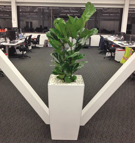 Phoenix Tall Planter with Ficus Lyrata Using White River Rock Display.