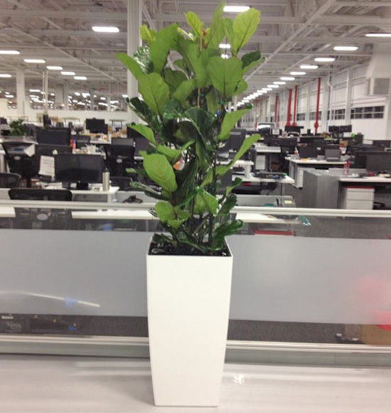 Phoenix Tall Planter with Ficus Lyrata Using Black River Rock Display