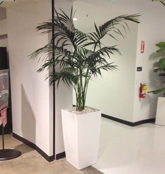 Phoenix Tall Planter with Kentia Palm Using Black River Rock Display.