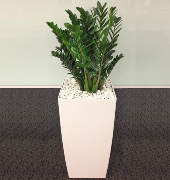 Phoenix Tall Planter with ZZ Plant Using White River Rock Display.