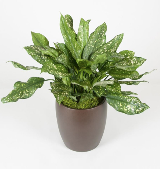 Aglaonema Gold Dust Plant.