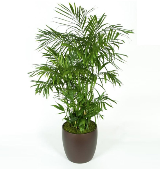 Bamboo Palm 14 feet Palm.