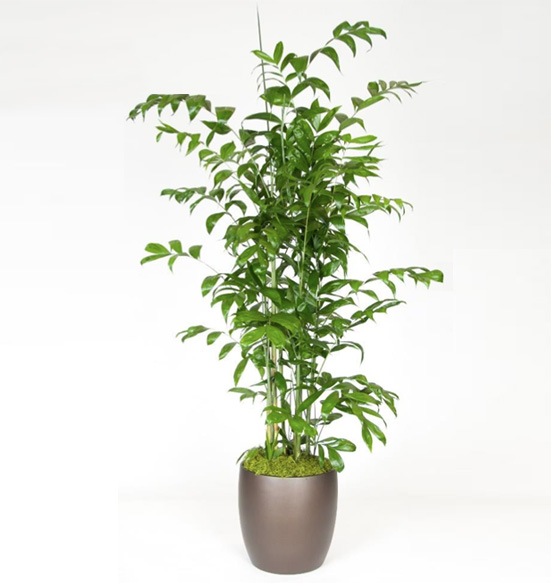 Chamaedorea Falcifera Palm 12 Foot Plant.