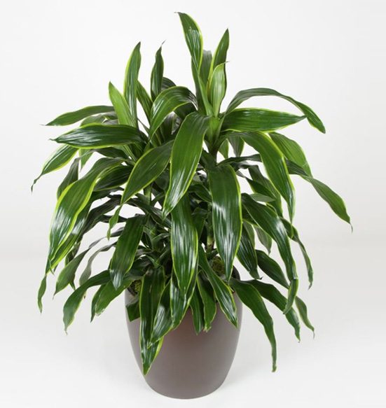 Dracaena Art Tip Plant.