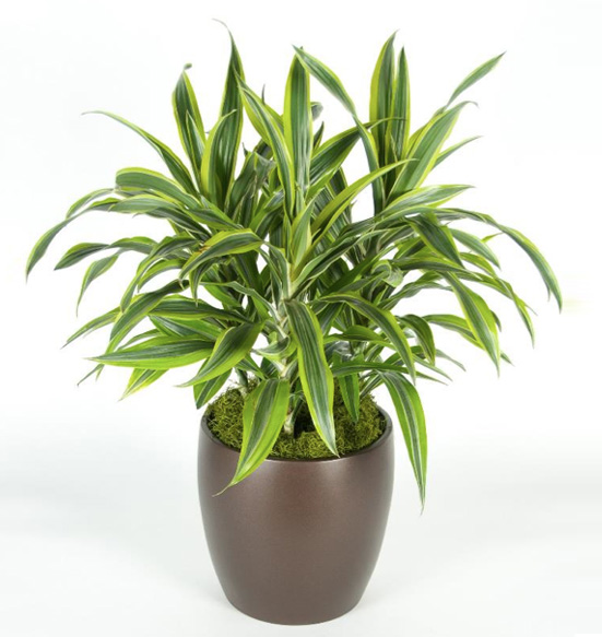 Dracaena Lemon Lime Plant
