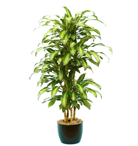 Dracaena Massangiana Plant.