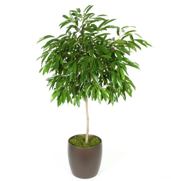 Ficus Amstel King Standard Plant.