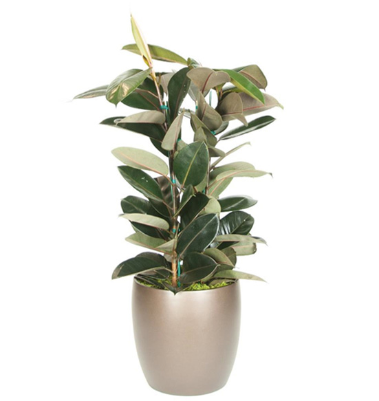 Ficus Decora Burgundy Plant