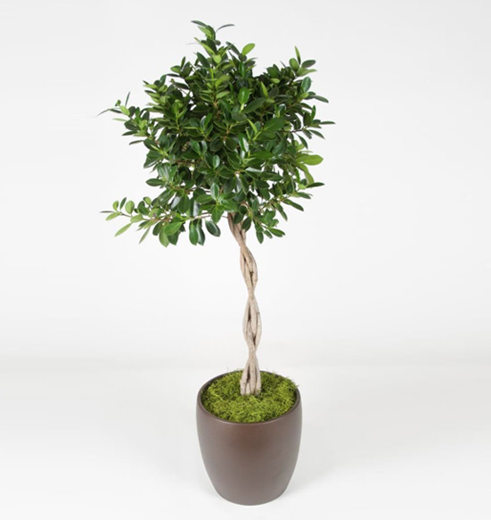 Ficus Green Island Braid Plant