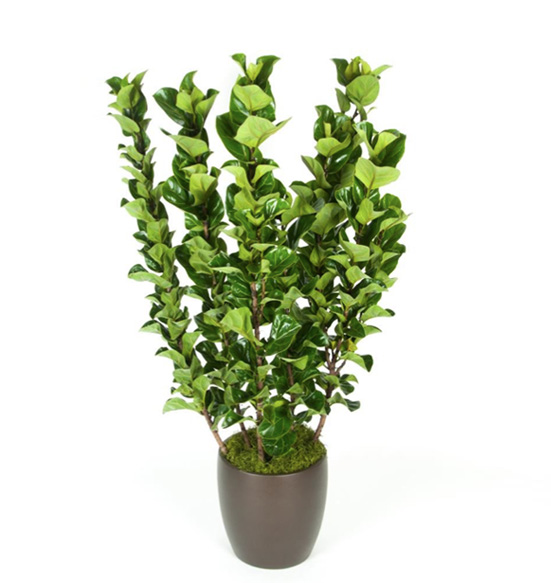 Ficus Little Fiddle Column Plant