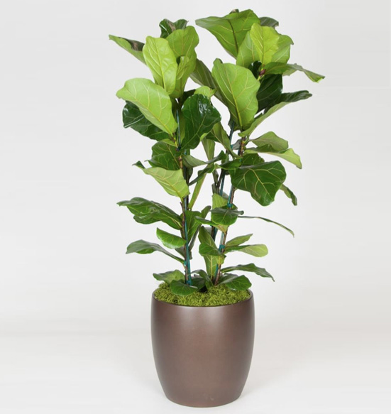Ficus Lyrata Column 12 foot Plant.