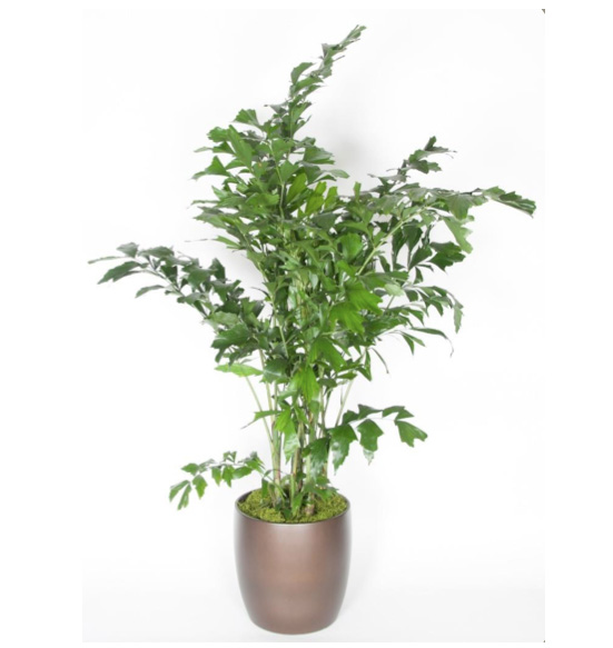 Fishtail Palm 7 gal 12 foot Plant