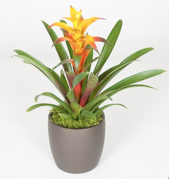 Guzmania Marjan 6 Foot Plant