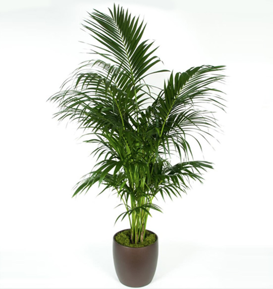 Kentia Palm 7 gal/14 Foot.