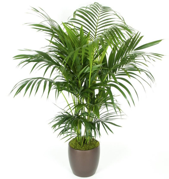 Kentia Palm 5 gal/12 Foot.