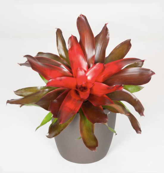 Neoregelia Medusa 6 Foot Plant.
