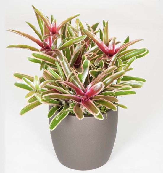 Neoregelias Donger Multiple 6 Foot.