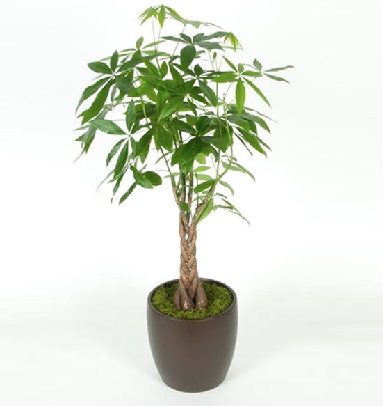 Pachira Braid 4' 10 Foot Plant.