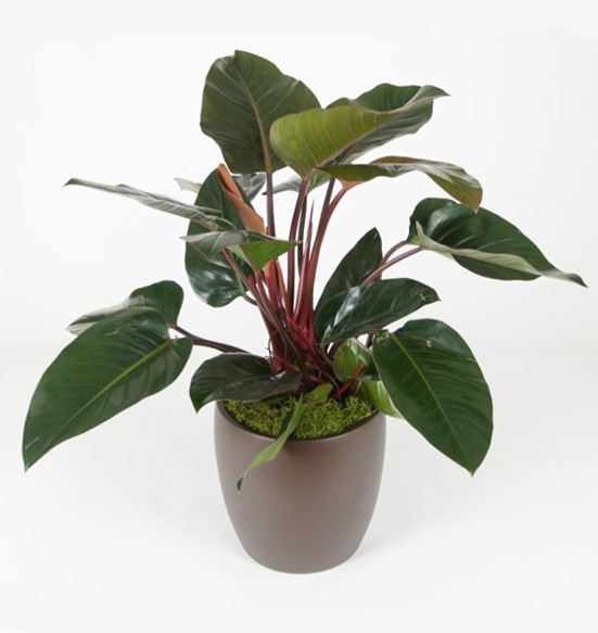 Philodendron Congo Rojo 10 Foot Plant.