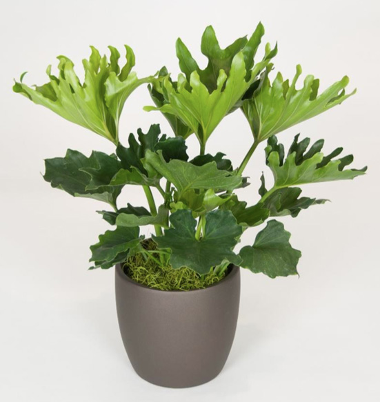 Philodendron Hope 10 Foot Plant.