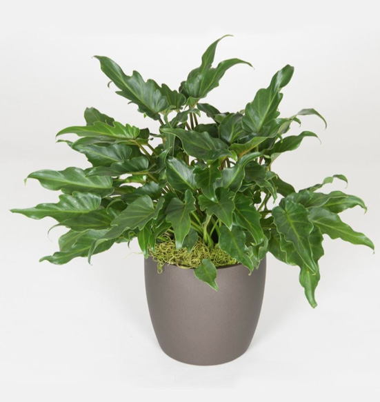 Philodendron Xanadu 10 Foot Plant.