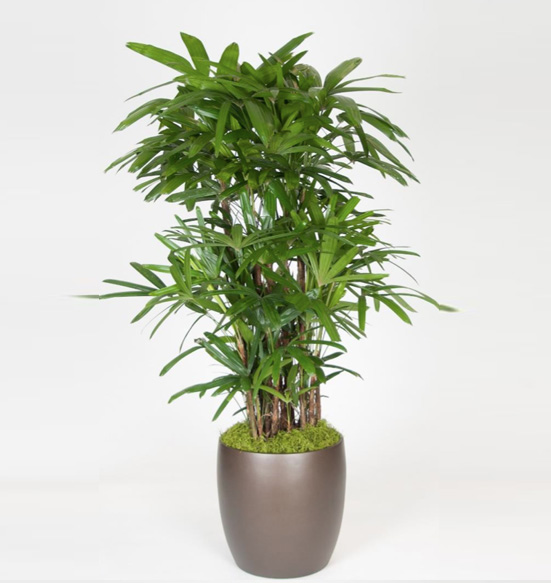 Rhapis Excelsa Palm 5 gal/12 Foot.
