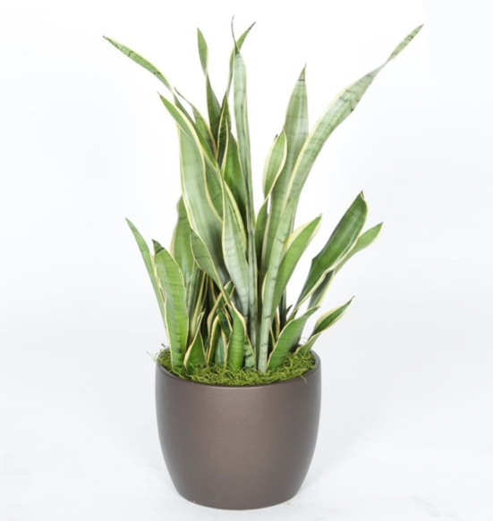 Sansevieria Silver Queen 10 foot Plant