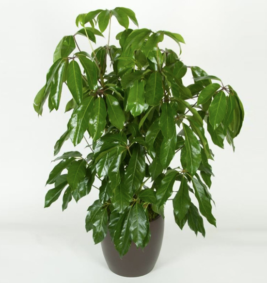 Schefflera Amate 10 Foot Plant.