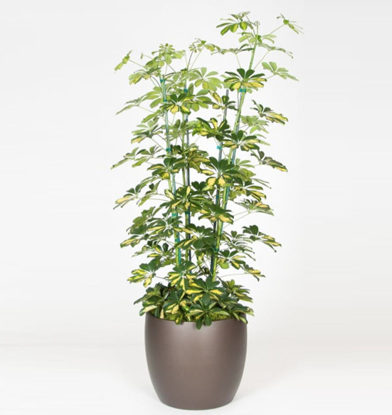 Schefflera Arboricola Column Variegated 12 Foot Plant.