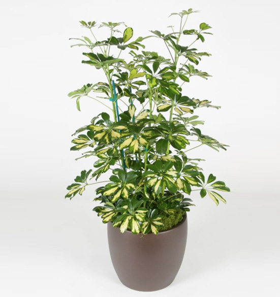 Schefflera Arboricola Column Variegated 10 Foot Plant.