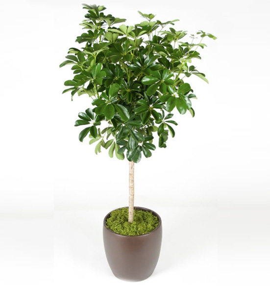 Schefflera Arboricola Standard Green 10 Foot Plant.