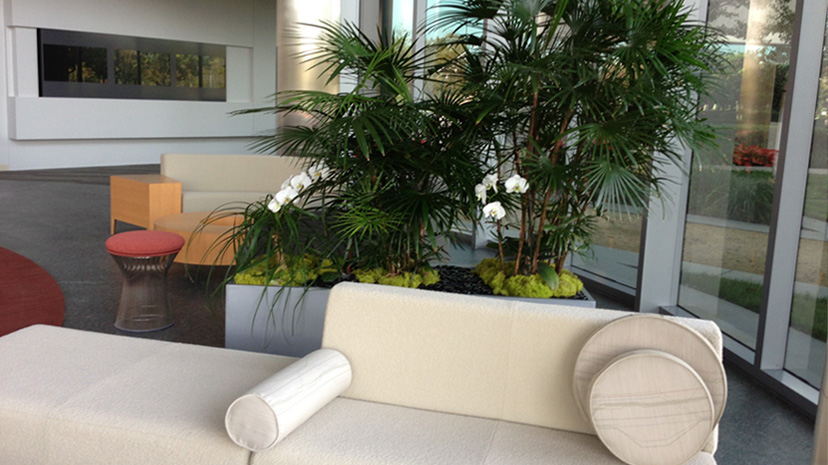 The Plant People Silicon Valley Your Office Plant Supplyer.